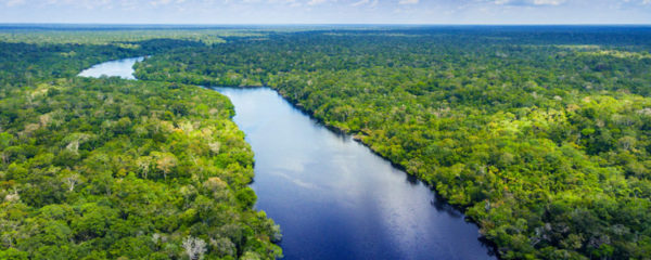 forêt amazonienne